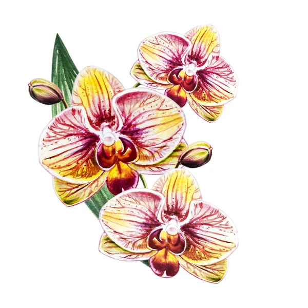 Three Beautiful Bloomimg Orchid Flowers Watercolor Painting Exotic Plant Floral — Stock Photo, Image