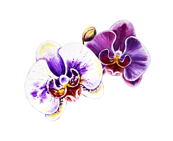 Zwei Schöne Bunte Blühende Orchideenblumen Aquarellmalerei Exotische Pflanze Blumenmuster Botanische — Stockfoto
