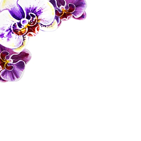 Akvarel Ilustrace Kvetoucích Květů — Stock fotografie