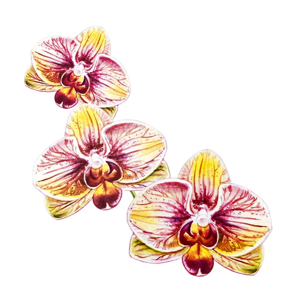 Tre Bellissimi Fiori Orchidea Fioriti Strisce Pittura Acquerello Pianta Esotica — Foto Stock