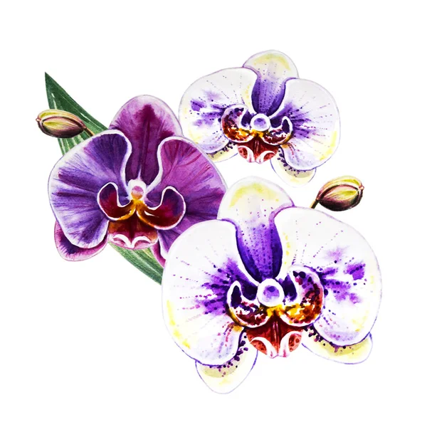 Três Flores Coloridas Bonitas Orchid Pintura Aquarela Planta Exótica Impressão — Fotografia de Stock