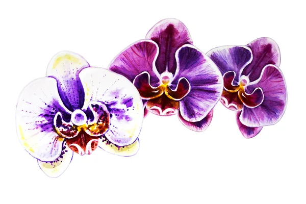 Three Beautiful Colorful Orchid Flowers Watercolor Painting Exotic Plant Floral — Stock Photo, Image