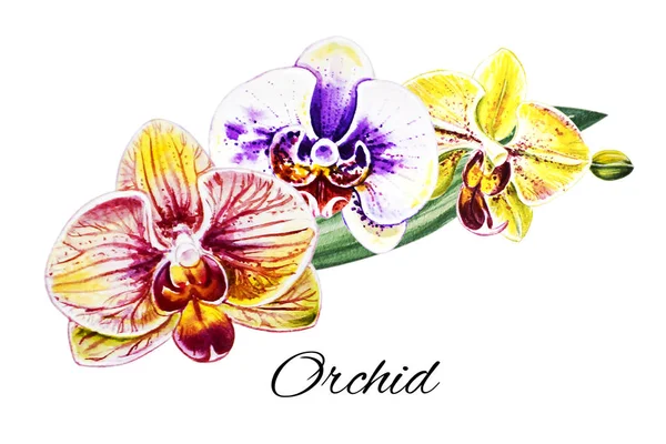 Τρία Όμορφα Πολύχρωμα Λουλούδια Ορχιδέα Υδατογραφίεςζωγραφική Εξωτικό Φυτό Floral Αποτύπωμα — Φωτογραφία Αρχείου