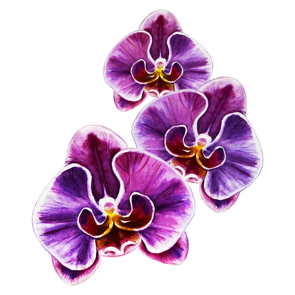 Watercolor Illustration Blooming Orchid Flowers — Stock Photo, Image