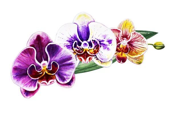 Three Beautiful Colorful Orchid Flowers Watercolor Painting Exotic Plant Floral — Stock Photo, Image