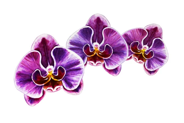 Three Beautiful Purple Orchid Flowers Watercolor Painting Exotic Plant Floral — Stock Photo, Image