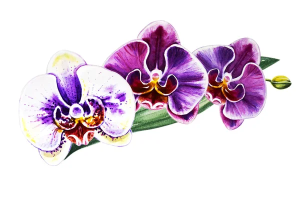 Three Beautiful Colorful Orchid Flowers Watercolor Painting Exotic Plant Floral — Stock Photo, Image