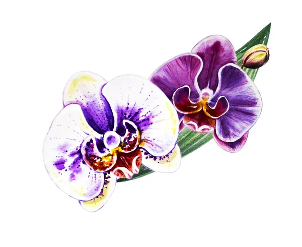 Duas Belas Flores Coloridas Orquídeas Pintura Aquarela Planta Exótica Impressão — Fotografia de Stock