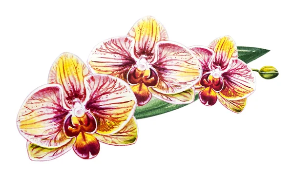 Watercolor Illustration Blooming Orchid Flowers — Stock Photo, Image