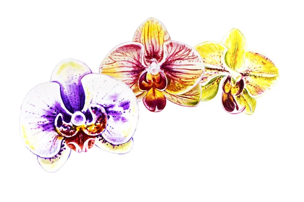 3つの美しいカラフルな蘭の花 水彩画 エキゾチックな植物 植物の組成 結婚式と誕生日グリーティング カード 花が描かれた背景 手描きのイラスト — ストック写真