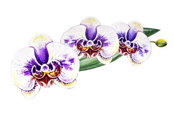 Tre Bellissimi Fiori Bianchi Orchidea Pittura Acquerello Pianta Esotica Stampa — Foto Stock