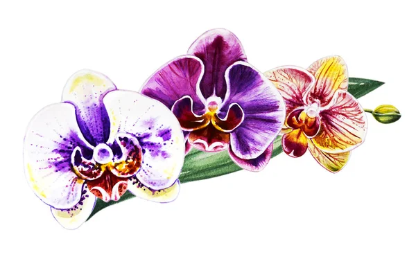 Three Beautiful Colorful Orchid Flowers Watercolor Painting Exotic Plant Floral — Stock Photo, Image