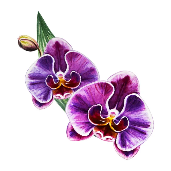 Watercolor Illustration Blooming Orchid Flowers — Stock Photo, Image