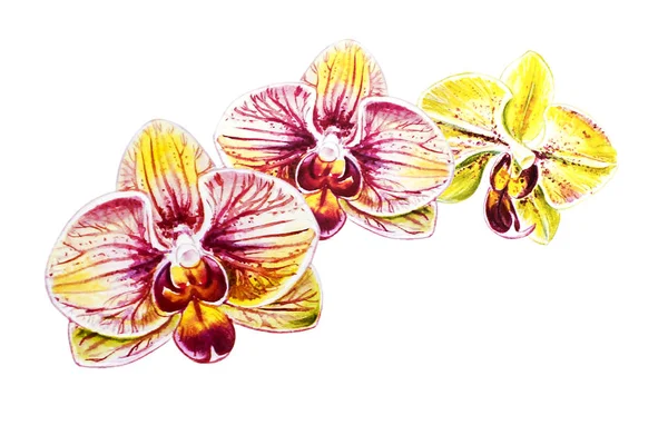 Три Красивих Різнокольорових Орхідей Акварельний Живопис Екзотична Рослина Квітковий Принт — стокове фото