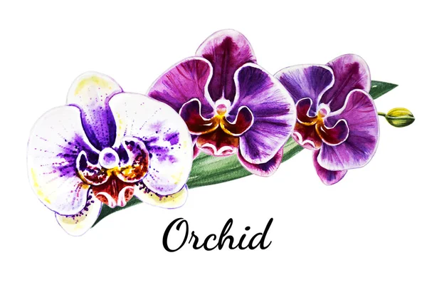 Three Beautiful Colorful Orchid Flowers Watercolor Painting Exotic Plant Floral — Stock Photo, Image