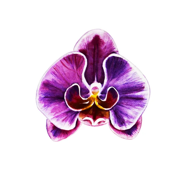 One Beautiful Purple Orchid Flower Watercolor Painting Exotic Plant Floral — Stock Photo, Image