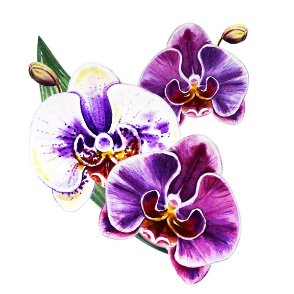 Três Flores Coloridas Bonitas Orchid Pintura Aquarela Planta Exótica Impressão — Fotografia de Stock