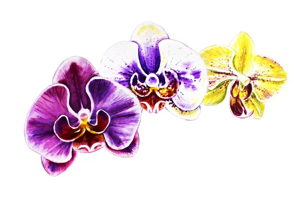 Trois Belles Fleurs Colorées Orchidée Aquarelle Plante Exotique Impression Florale — Photo