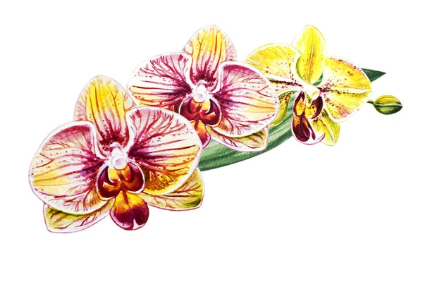 3つの美しい明るい蘭の花 水彩画 エキゾチックな植物 植物の組成 結婚式と誕生日グリーティング カード 花が描かれた背景 手描きのイラスト — ストック写真