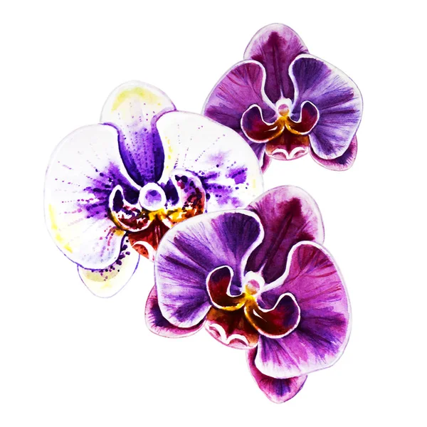 Three Beautiful Bright Orchid Flowers Watercolor Painting Exotic Plant Floral — Stock Photo, Image