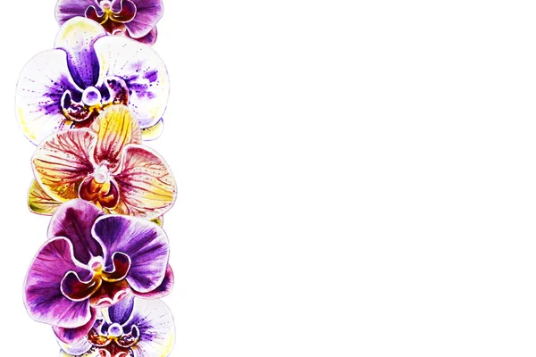 Akvarell Illusztráció Virágzó Orchidea Virágok — Stock Fotó