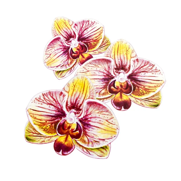 Watercolor Illustration Blooming Orchid Flowers — Stock Photo, Image