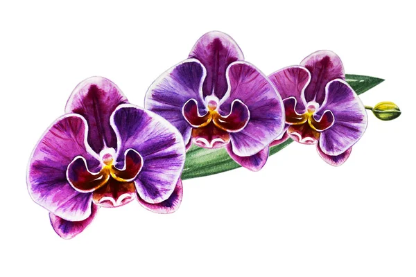 Three Beautiful Purple Orchid Flowers Watercolor Painting Exotic Plant Floral — Stock Photo, Image