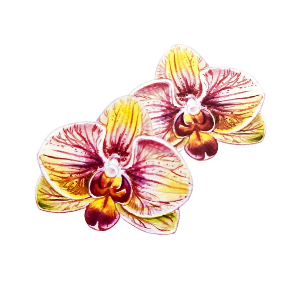 Акварельна Ілюстрація Квітучих Орхідей — стокове фото