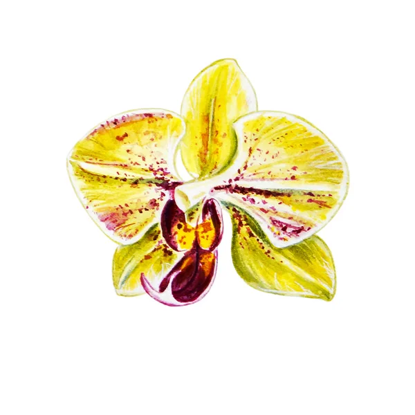 Aquarell Illustration Der Blühenden Orchideenblume — Stockfoto
