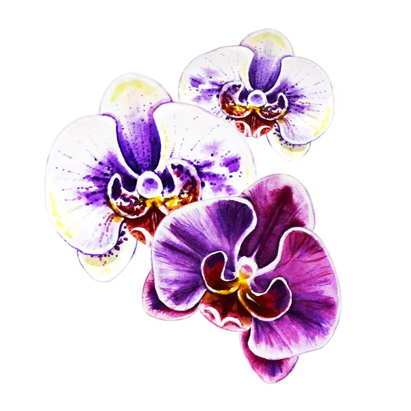 Three Beautiful Bright Orchid Flowers Watercolor Painting Exotic Plant Floral — Stock Photo, Image