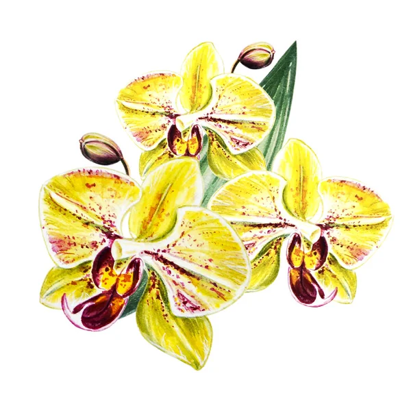 Trois Belles Fleurs Jaunes Orchidée Aquarelle Plante Exotique Impression Florale — Photo