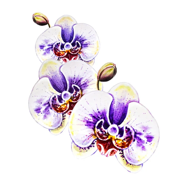 Watercolor Illustration Blooming Orchid Flowers — Stock Photo, Image