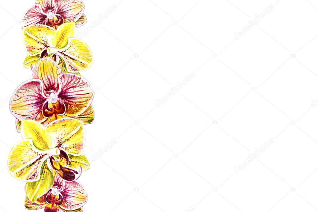 Beautiful fone border frame from colorful bloomimg orchid flowers. Watercolor painting. Exotic plant. Floral print. Botanical composition. Wedding and birthday. Greeting card. Flower painted background. Hand drawn illustration.