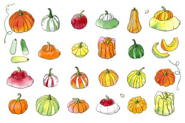Renkli sonbahar kabakkoleksiyonu. Sonbahar hasadı. Vektör stok seti. Suluboya doku ile sevimli karikatürler. Cadılar Bayramı, Şükran Günü. Yemek geçmişi. Elle çizilmiş tasarım elemanları. 