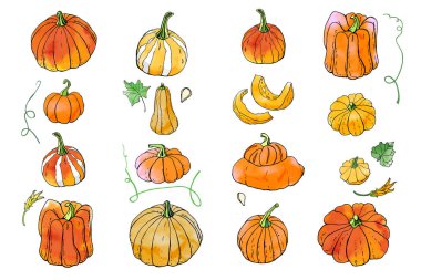 Parlak turuncu sonbahar kabakkoleksiyonu. Sonbahar hasadı. Vektör stok seti. Suluboya doku ile sevimli karikatürler. Cadılar Bayramı, Şükran Günü. Yemek geçmişi. Elle çizilmiş tasarım elemanları. 