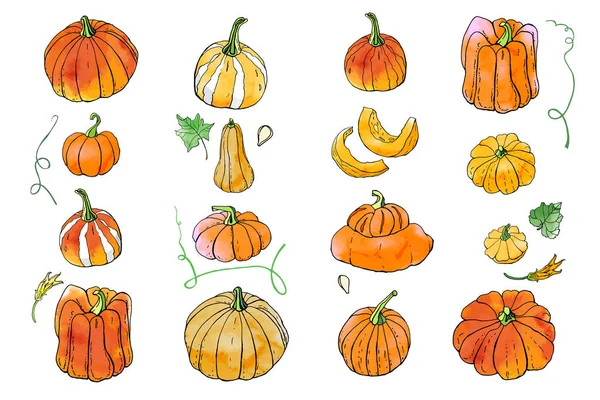 Parlak turuncu sonbahar kabakkoleksiyonu. Sonbahar hasadı. Vektör stok seti. Suluboya doku ile sevimli karikatürler. Cadılar Bayramı, Şükran Günü. Yemek geçmişi. Elle çizilmiş tasarım elemanları. 