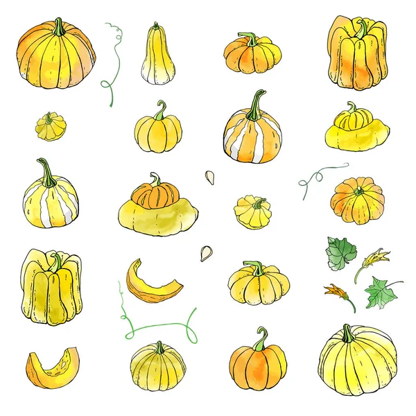 Sarı turuncu sonbahar kabakkoleksiyonu. Sonbahar hasadı. Vektör stok seti. Suluboya doku ile sevimli karikatürler. Cadılar Bayramı, Şükran Günü. Yemek geçmişi. Elle çizilmiş tasarım elemanları. 