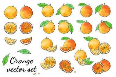 Portakal ve portakal çizimlerinin vektör çizimi