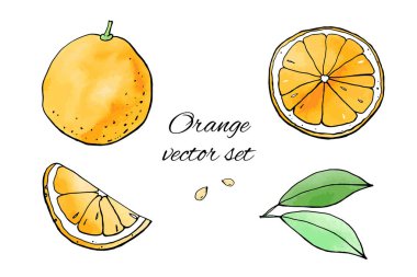Portakal ve portakal çizimlerinin vektör çizimi