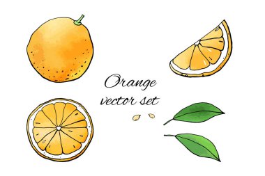 Portakal ve portakal çizimlerinin vektör çizimi
