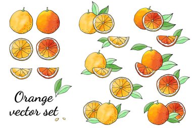 Portakal ve portakal çizimlerinin vektör çizimi