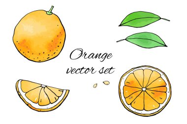 Portakal ve portakal çizimlerinin vektör çizimi