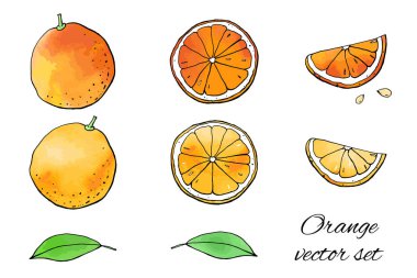 Portakal ve portakal çizimlerinin vektör çizimi