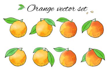 Portakal ve portakal çizimlerinin vektör çizimi