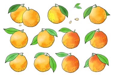 Portakal ve portakal çizimlerinin vektör çizimi