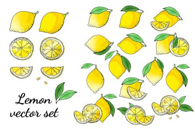 Limonların vektör çizimi, limon çizimi