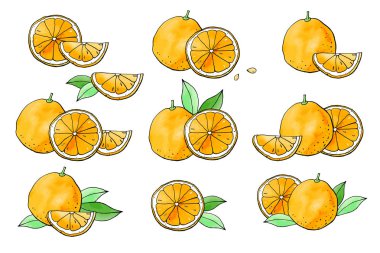Portakal ve portakal çizimlerinin vektör çizimi