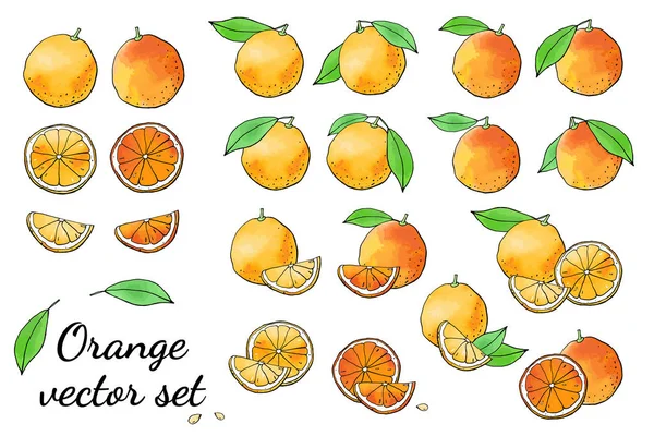 Portakal ve portakal çizimlerinin vektör çizimi