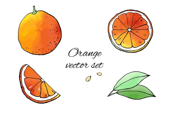 柑橘类水果 橙子画图的病媒图解 — 图库矢量图片