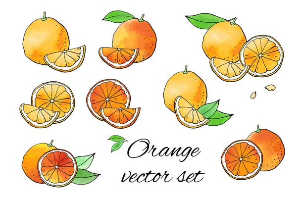 Векторная Иллюстрация Оранжевых Фруктов Апельсинов — стоковый вектор